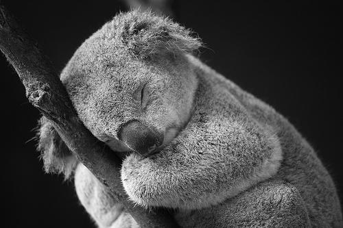 wo Leben Koalas und Kängurus