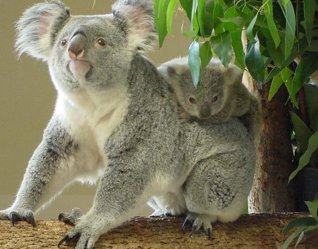 де живе коала в якій країні