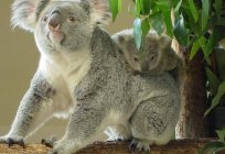 Nerede yaşıyor koala, tanım ve özellikler, bu hayvanın