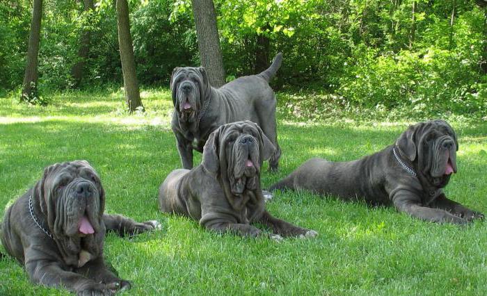 dogs of the molosser group