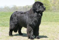 Molossus (dog): breed, photos, description