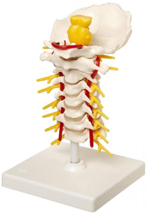 la columna vertebral de un tratamiento de recuperación