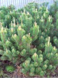 mountain pine planting and care