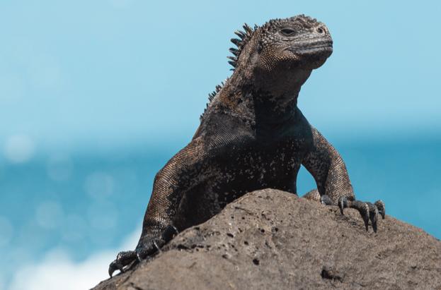 iguana - kadro pullu