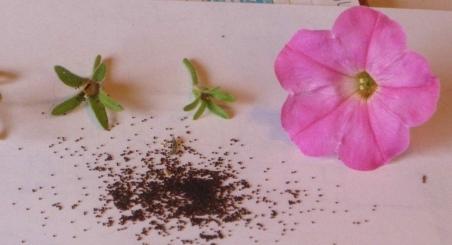 cómo recoger las semillas петунии