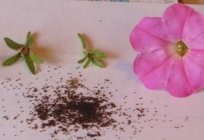 Como a coleta de sementes de petunia com plantas com flores