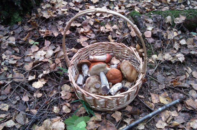 їстівні гриби волгоградської області