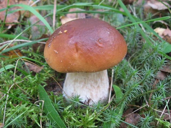 cogumelos de volgogrado comestíveis e venenosos