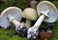 La regin de volgogrado: las setas comestibles y venenosas, bosques, clima