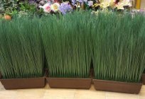 Artificial grass in a pot: use in the interior, the cost