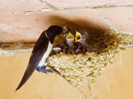 the nest of swallows