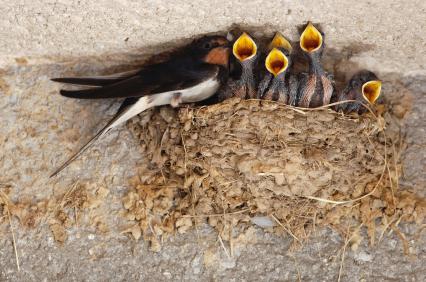 tipos de nidos de aves