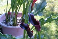 Exquisite Calla - flower for patient gardeners