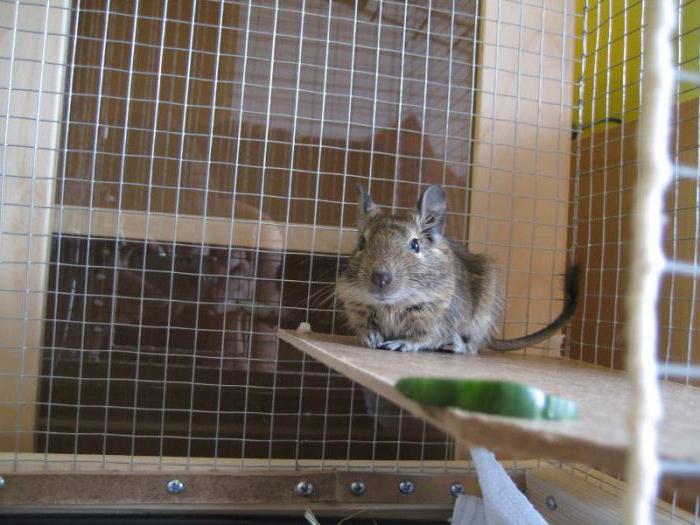 Cage for degu
