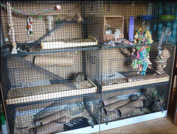 Cage for degus with their hands