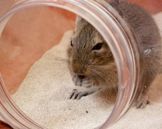 cage Size for degus