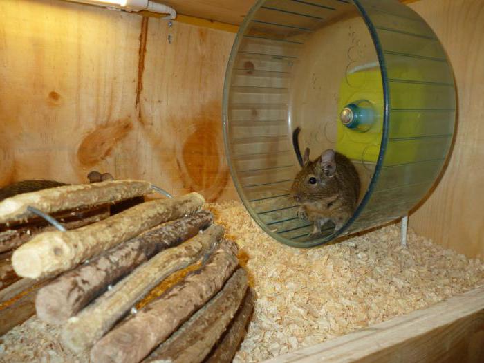 How to make a cage for degus with their hands
