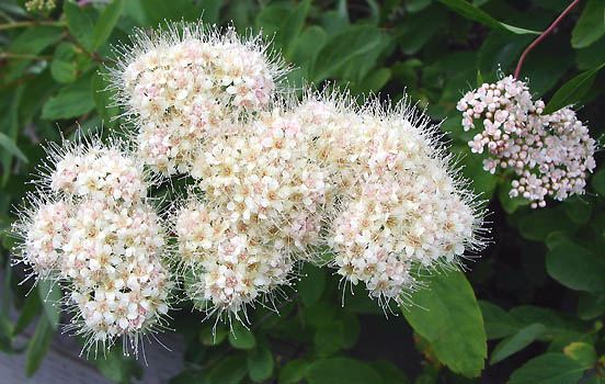 kwiat spirea