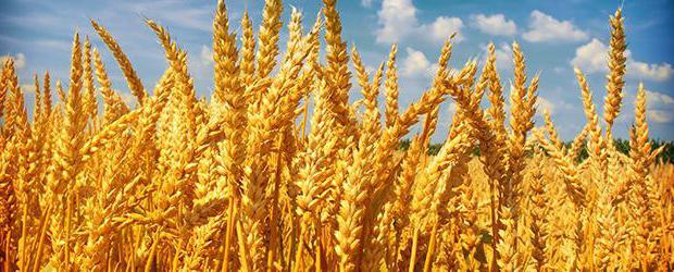 Пшениця: фото