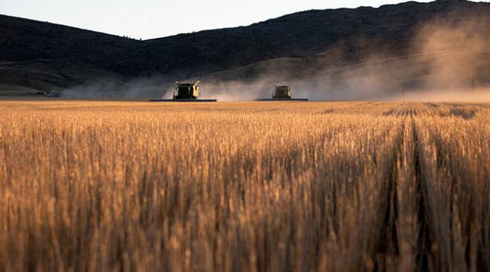 Вирощування пшениці