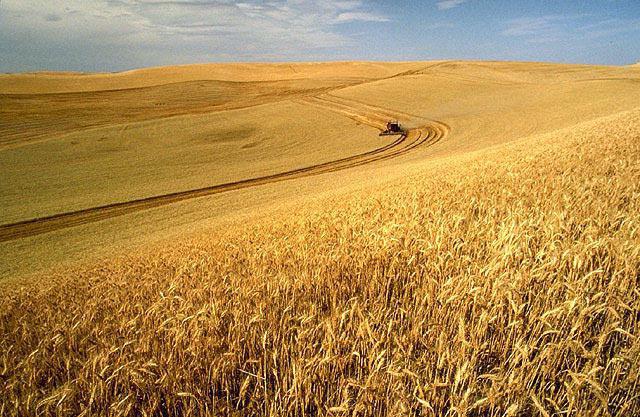 Wheat: benefits and harms