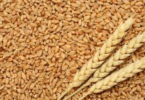 小麦は何ですか？ の重要性植物人間生活