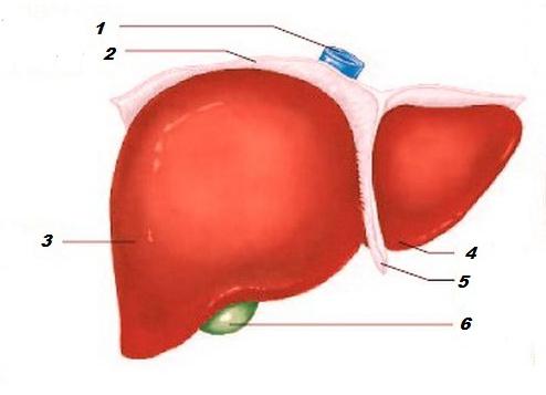 分段的结构的肝脏