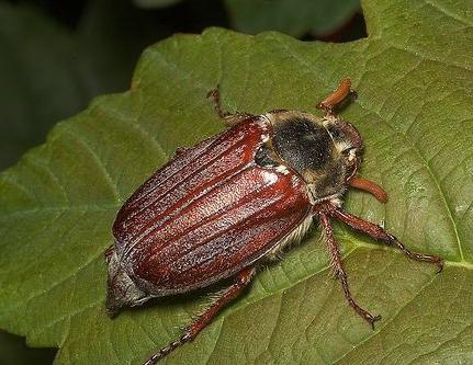 may beetle