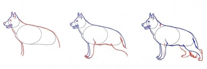  як намалювати собаку олівцем поетапно