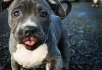 Names for pitbulls - for girls and boys