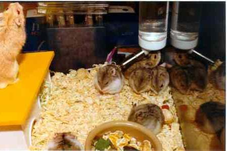 hamster джунгарский reprodução