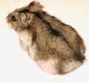 джунгарский hamster gebelik