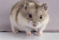 Hamster джунгарский: üreme esaret