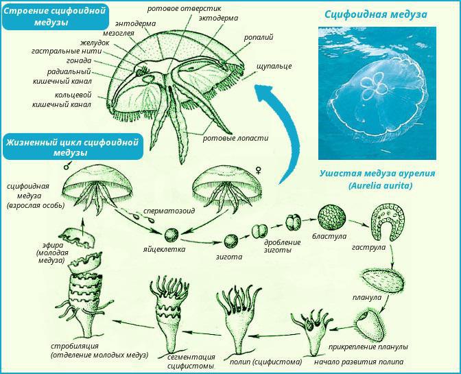 水母体结构