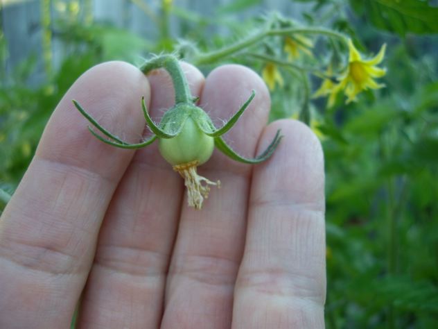 花序的番茄