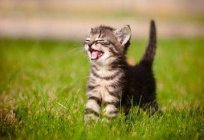 Wodobrzusze u kotów: przyczyny, objawy, leczenie, rokowanie