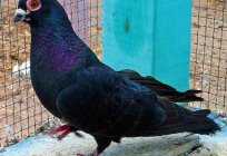 Las palomas турманы: tipos, descripción, contenido, fotos
