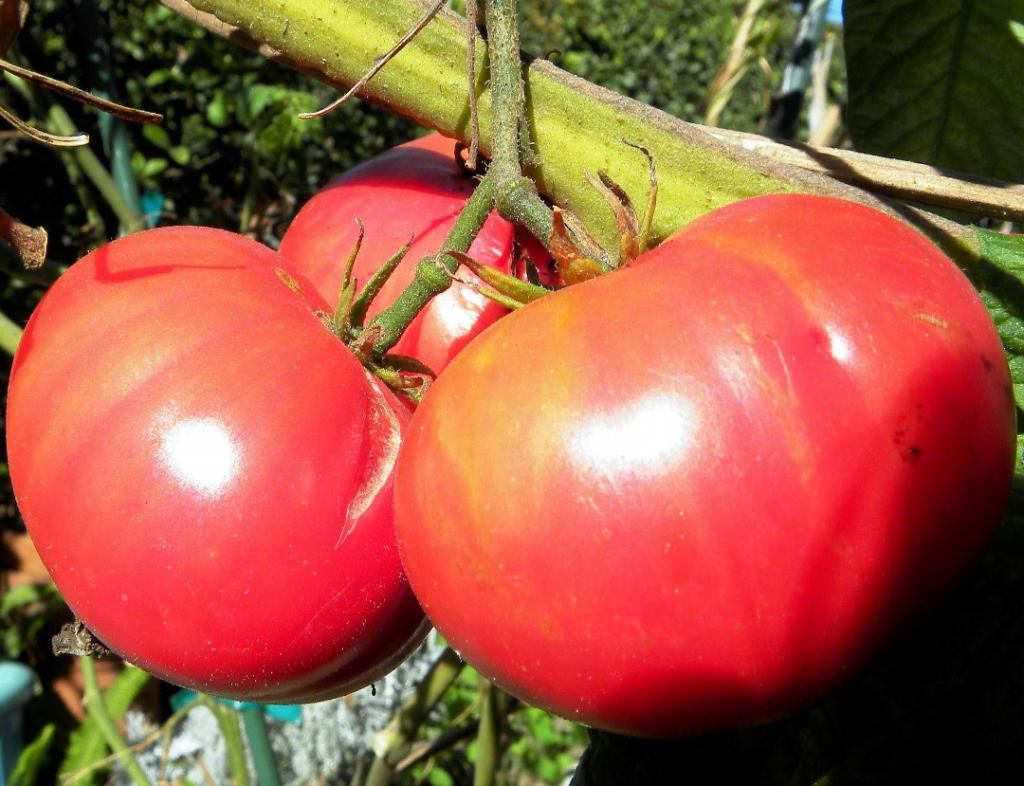 Tomatoes "pink giant"