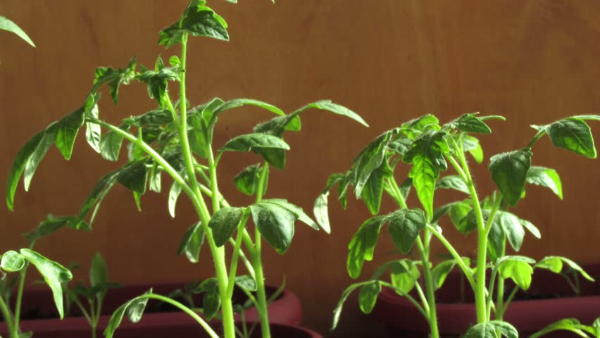 tomato Seedlings