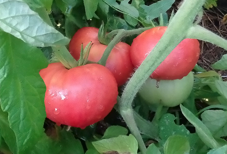 Tomatoes "pink giant" photo
