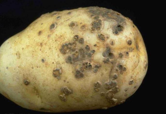 马铃薯品种的海滨审查