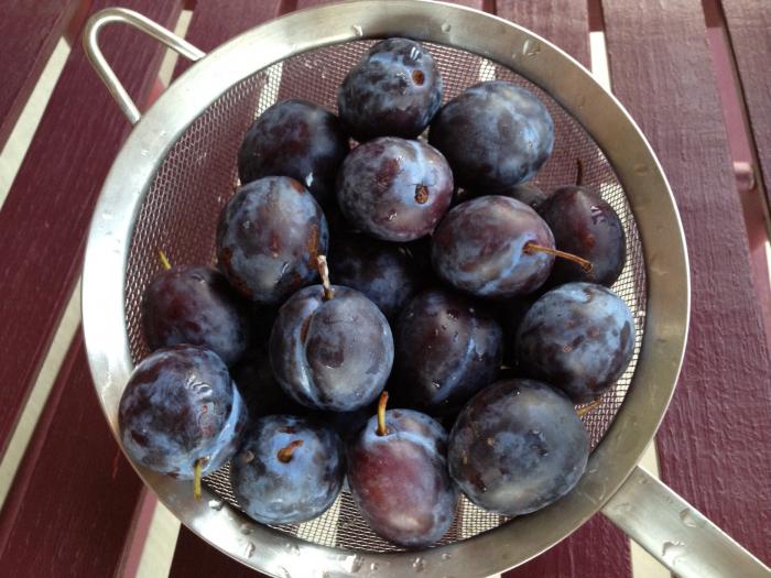 how to dry plums in the drier