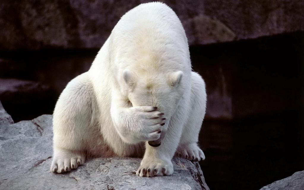 北极熊感到羞耻，以及他关闭了他的脸他的爪子