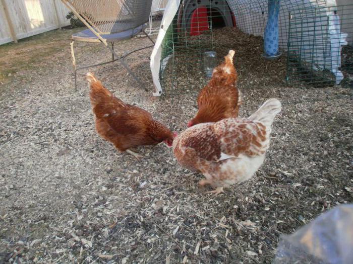 tapeworms in chickens symptoms