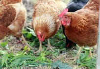 Worms in chicken: symptoms, signs and treatment