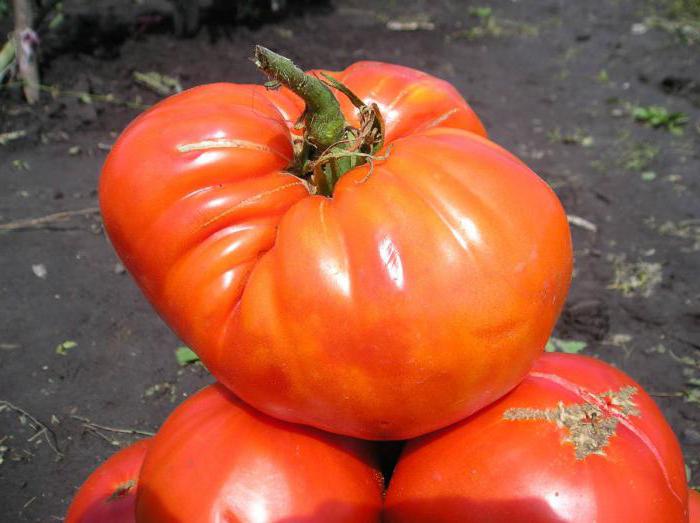 o gigante de tomate