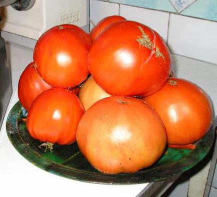 цукровий гігант томат відгуки
