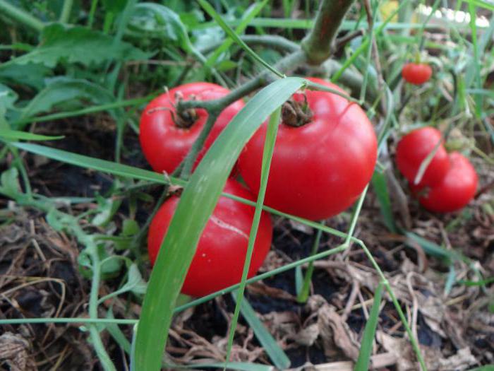 қант гигант томат фото