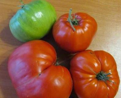 la variedad de tomate de azúcar gigante
