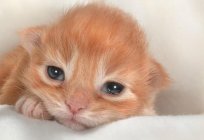 La salud de los gatos: ¿se puede lavar los ojos 